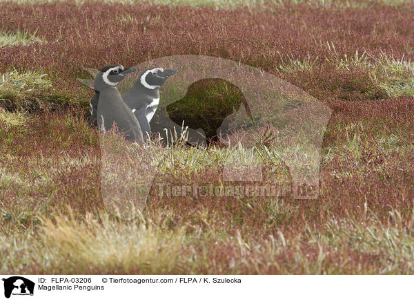 Magellanpinguine / Magellanic Penguins / FLPA-03206