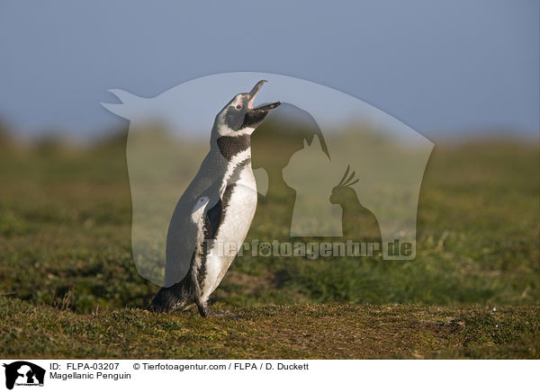 Magellanpinguin / Magellanic Penguin / FLPA-03207