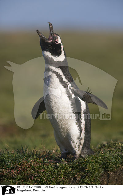 Magellanpinguin / Magellanic Penguin / FLPA-03208