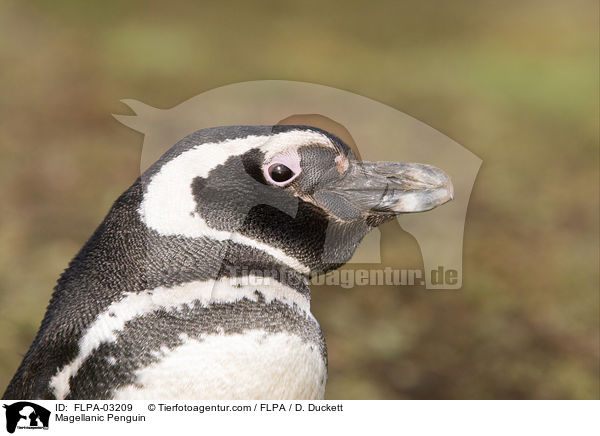 Magellanpinguin / Magellanic Penguin / FLPA-03209