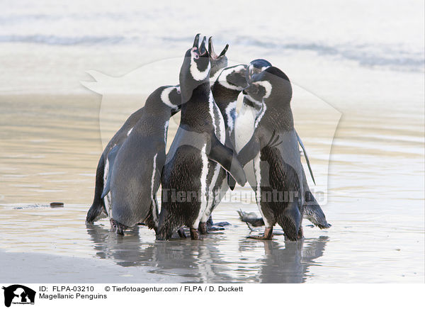 Magellanpinguine / Magellanic Penguins / FLPA-03210