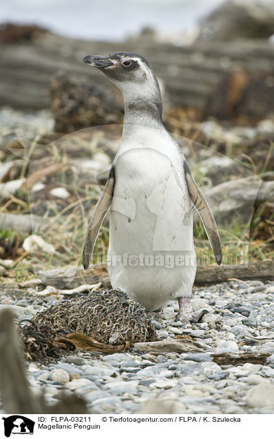 Magellanic Penguin / FLPA-03211