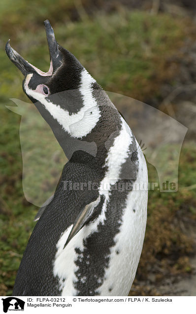 Magellanpinguin / Magellanic Penguin / FLPA-03212