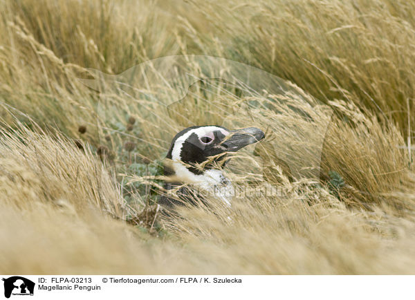 Magellanpinguin / Magellanic Penguin / FLPA-03213