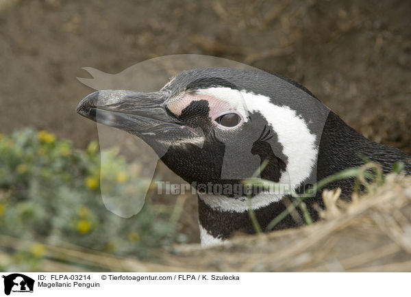 Magellanpinguin / Magellanic Penguin / FLPA-03214