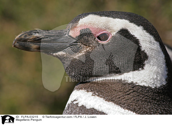 Magellanpinguin / Magellanic Penguin / FLPA-03215