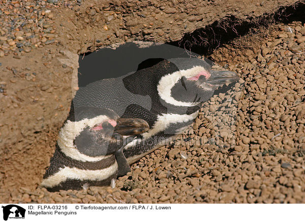 Magellanpinguine / Magellanic Penguins / FLPA-03216