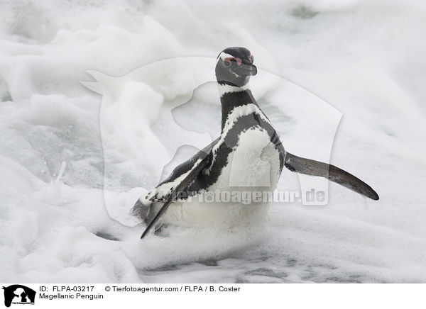 Magellanpinguin / Magellanic Penguin / FLPA-03217