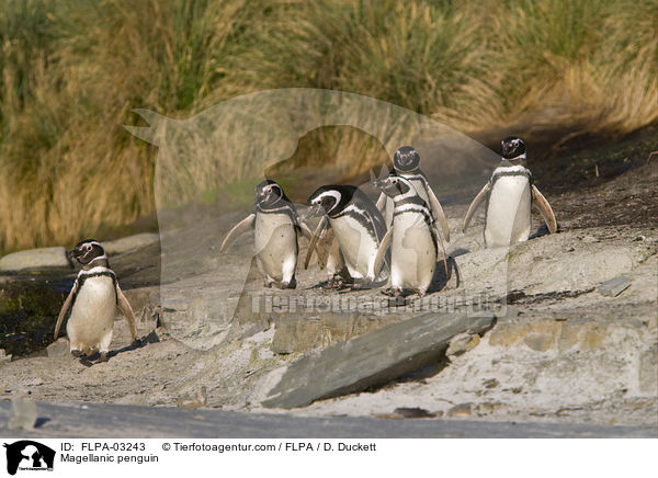 Magellanic penguin / FLPA-03243