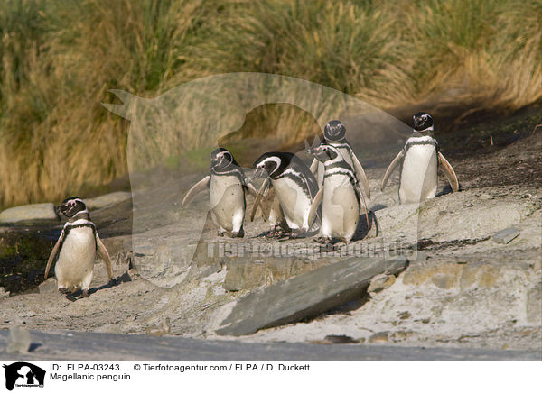 Magellanpinguin / Magellanic penguin / FLPA-03243