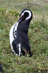 Magellanic Penguin