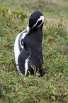 Magellanic Penguin