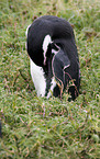 Magellanic Penguin