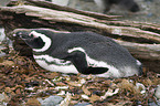 Magellanic Penguin