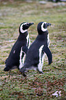 Magellanic Penguin