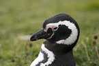 Magellanic Penguin