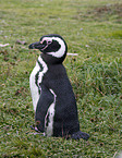 Magellanic Penguin