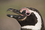 Magellanic penguin portrait