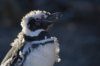 Magellanic penguin portrait