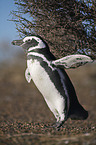 Magellanic penguin