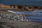 Magellanic penguins