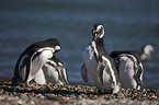 Magellanic penguins