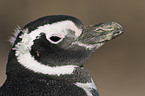 Magellanic penguin portrait