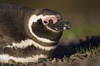 Magellanic penguin