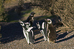 Magellanic penguins