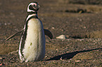 Magellanic penguin