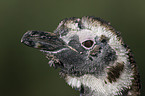 Magellanic penguin portrait