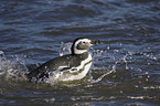 Magellanic penguin