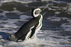 Magellanic penguin