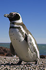 Magellanic penguin