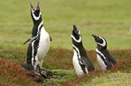 Magellanic Penguins