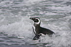 Magellanic Penguin