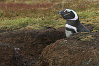 Magellanic Penguin