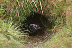 Magellanic Penguin