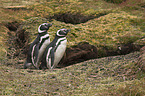 Magellanic Penguins