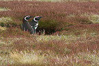 Magellanic Penguins