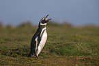 Magellanic Penguin