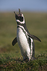 Magellanic Penguin