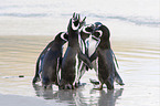 Magellanic Penguins