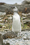 Magellanic Penguin