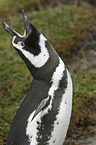 Magellanic Penguin