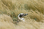 Magellanic Penguin