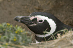 Magellanic Penguin