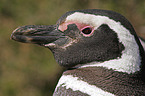 Magellanic Penguin