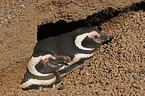 Magellanic Penguins