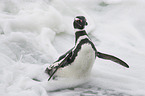 Magellanic Penguin